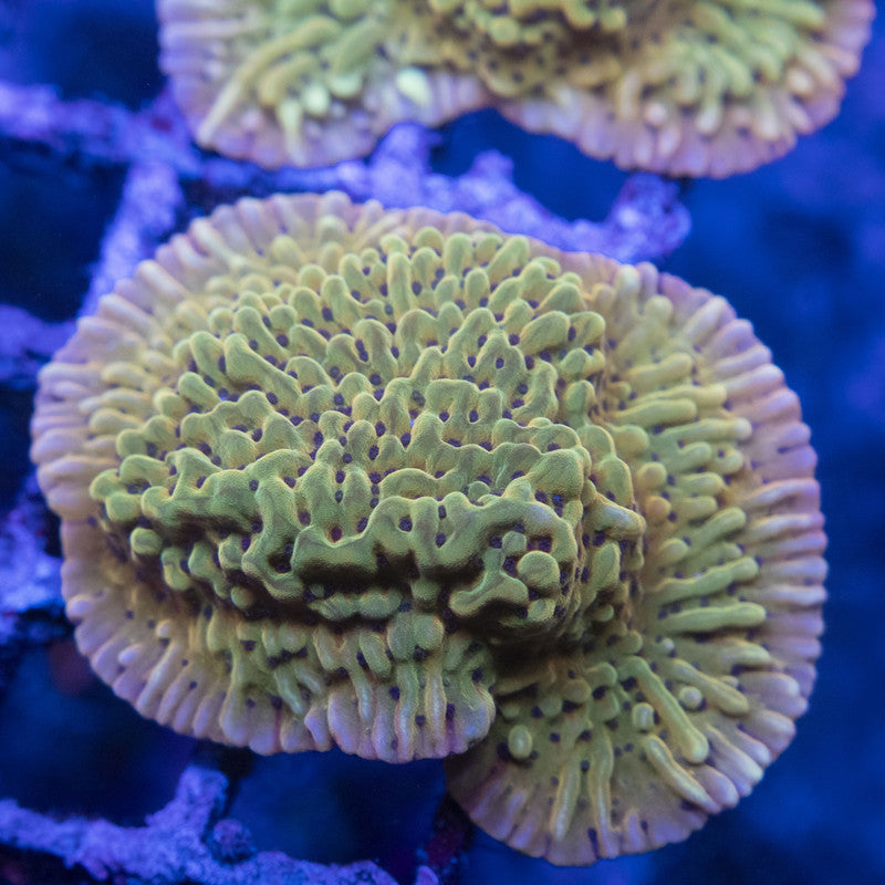 Kung Pow Monti WYSIWYG live coral for sale at AquaGemCorals