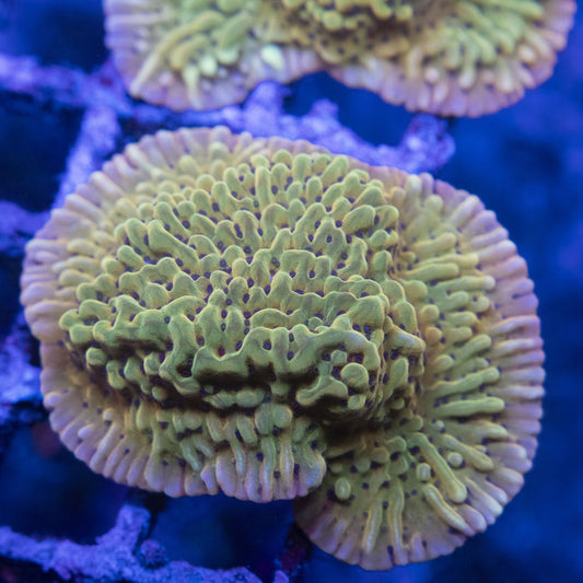 Kung Pow Monti WYSIWYG live coral for sale at AquaGemCorals