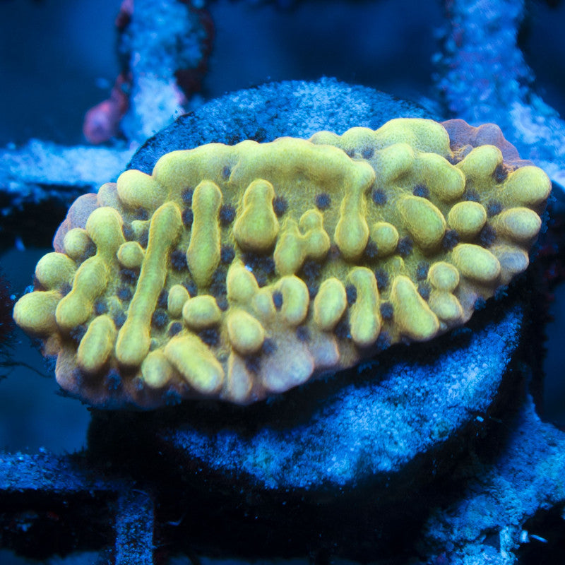 Kung Pow Monti live coral for reef aquarium