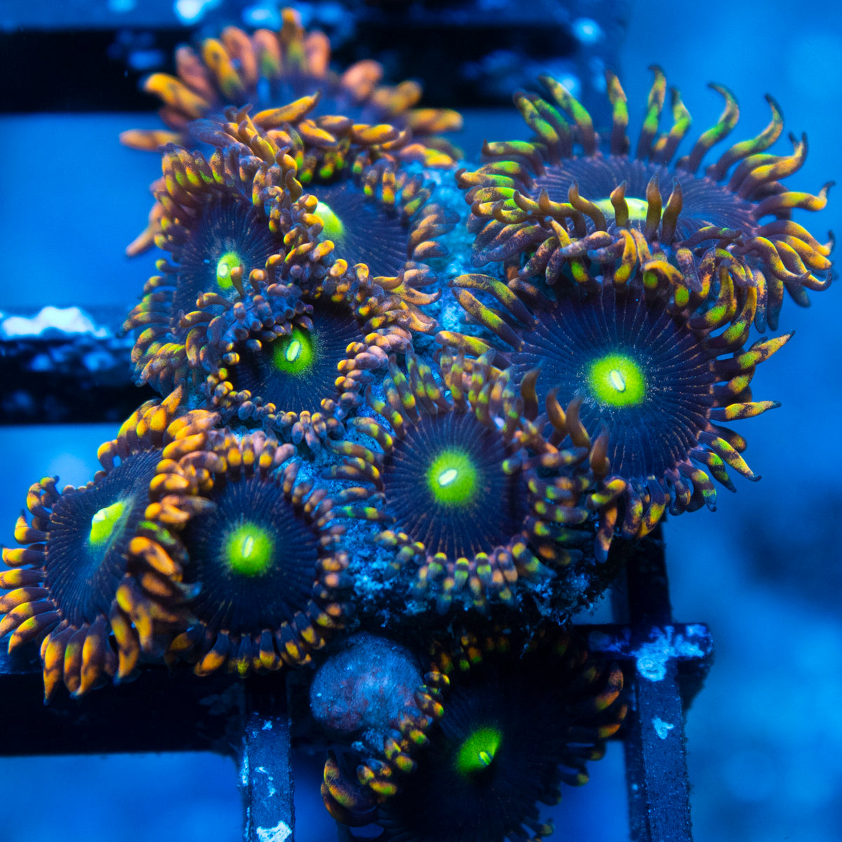 LC Antimater Zoa live reef coral - AquaGemCorals