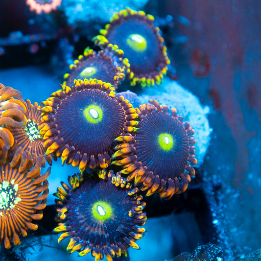 LC Antimater Zoa live reef coral - AquaGemCorals