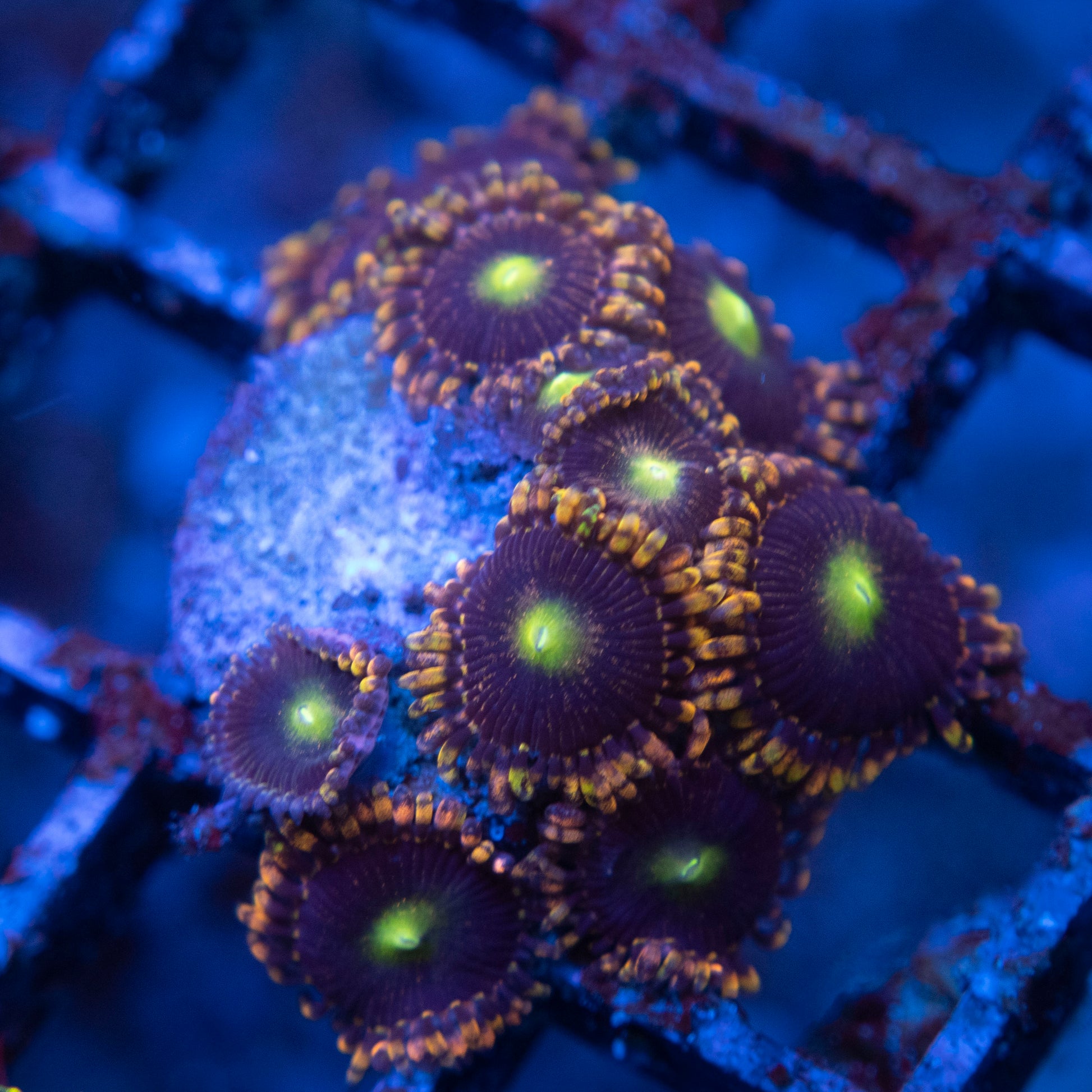 LC Antimater Zoas  WYSIWYG coral from AquaGemCorals