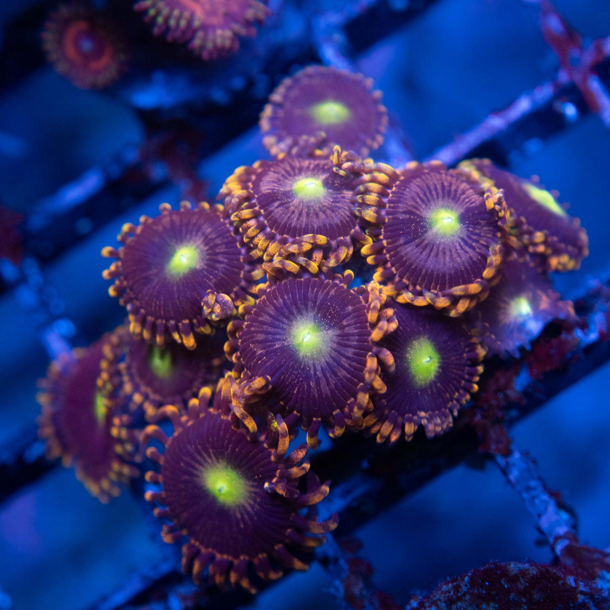 LC Antimater Zoas  WYSIWYG coral from AquaGemCorals