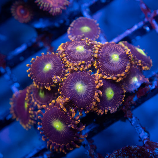 LC Antimater Zoas  WYSIWYG coral from AquaGemCorals