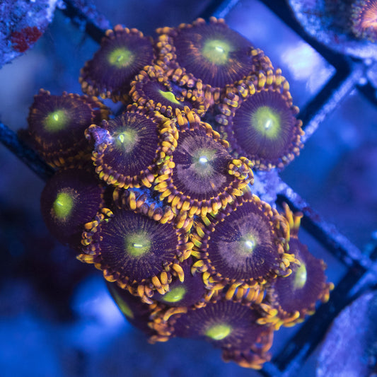 LC Antimater Zoas