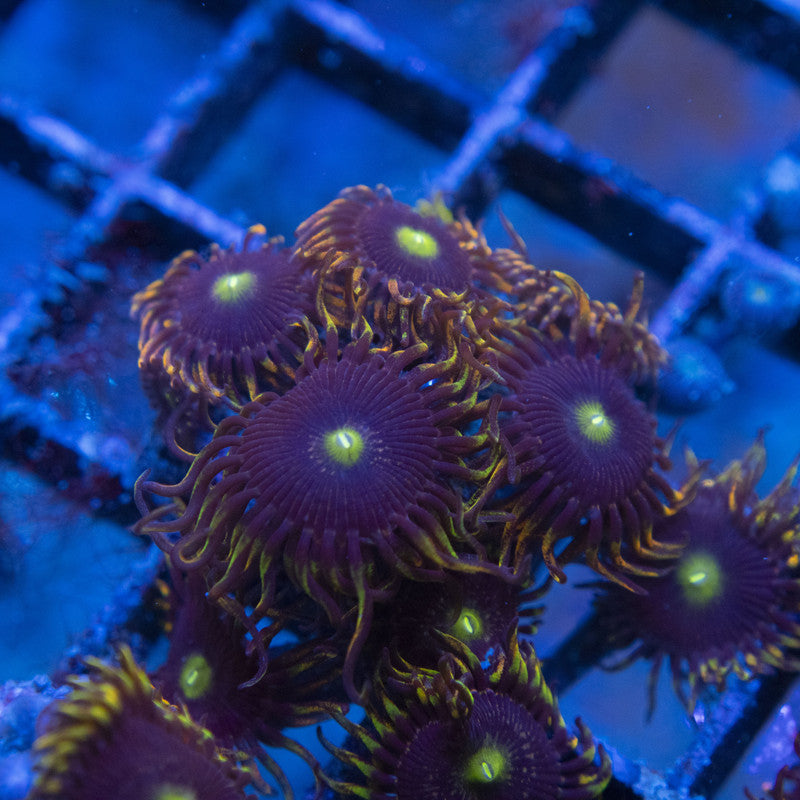 LC Antimater Zoas WYSIWYG live coral for sale at AquaGemCorals