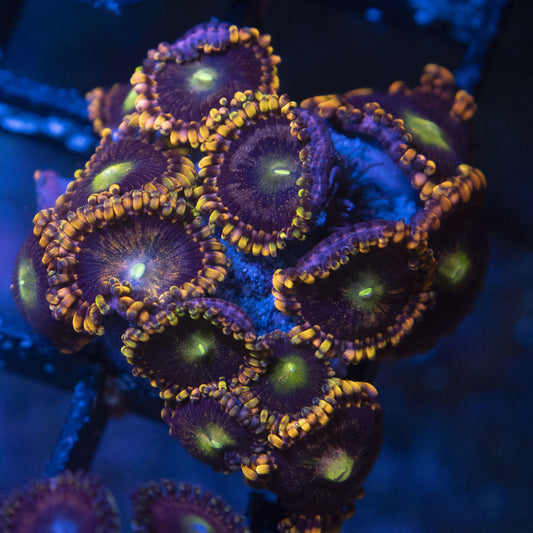 LC Antimater Zoas