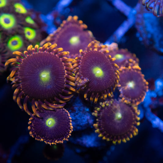 LC Antimater Zoas WYSIWYG coral from AquaGemCorals
