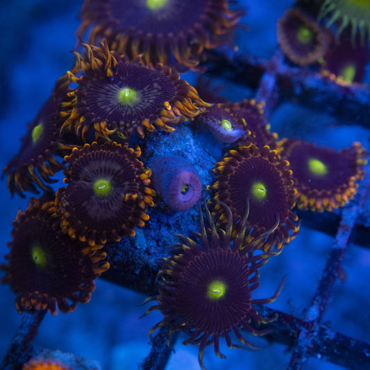 LC Antimater Zoas WYSIWYG live coral for sale at AquaGemCorals