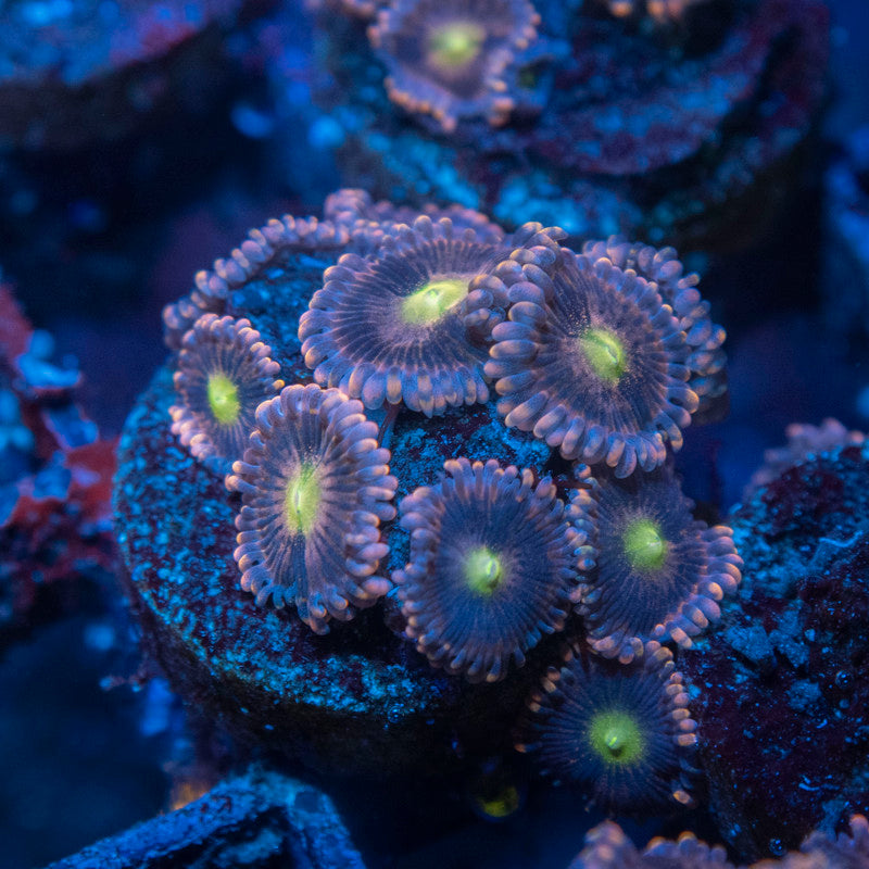 LC Antimatter Zoanthid