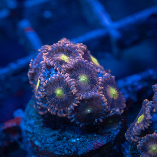 LC Antimatter Zoanthid