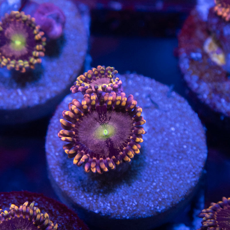 LC Antimatter Zoanthid - AquaGemCorals