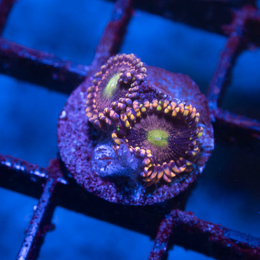 LC Antimatter Zoanthid - AquaGemCorals