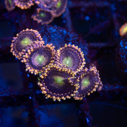 LC Antimatter Zoanthid