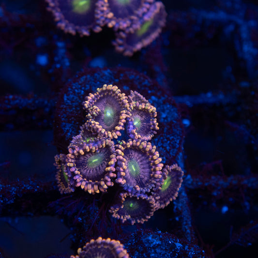 LC Antimatter Zoanthid