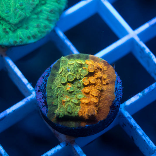 LC Circuit Breaker Cyphastrea