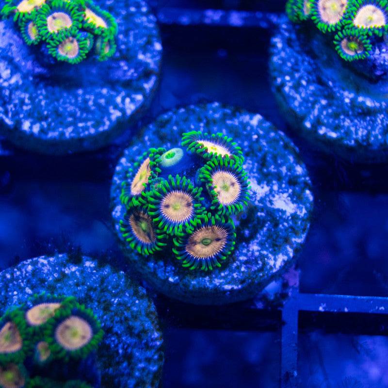 Laser Lemon Zoa - AquaGemCorals