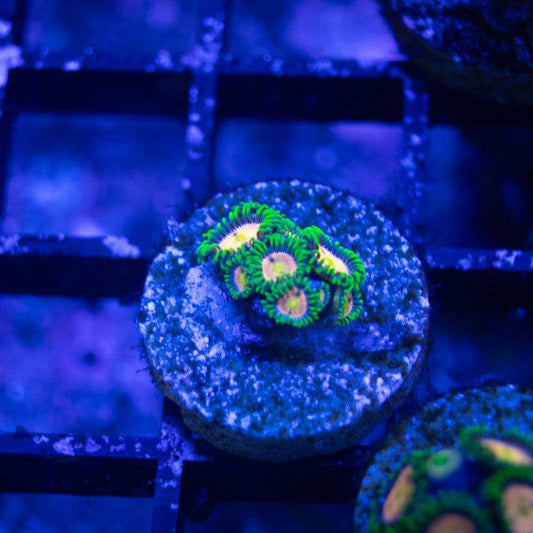 Laser Lemon Zoa