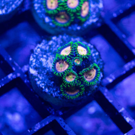 Laser Lemon Zoa