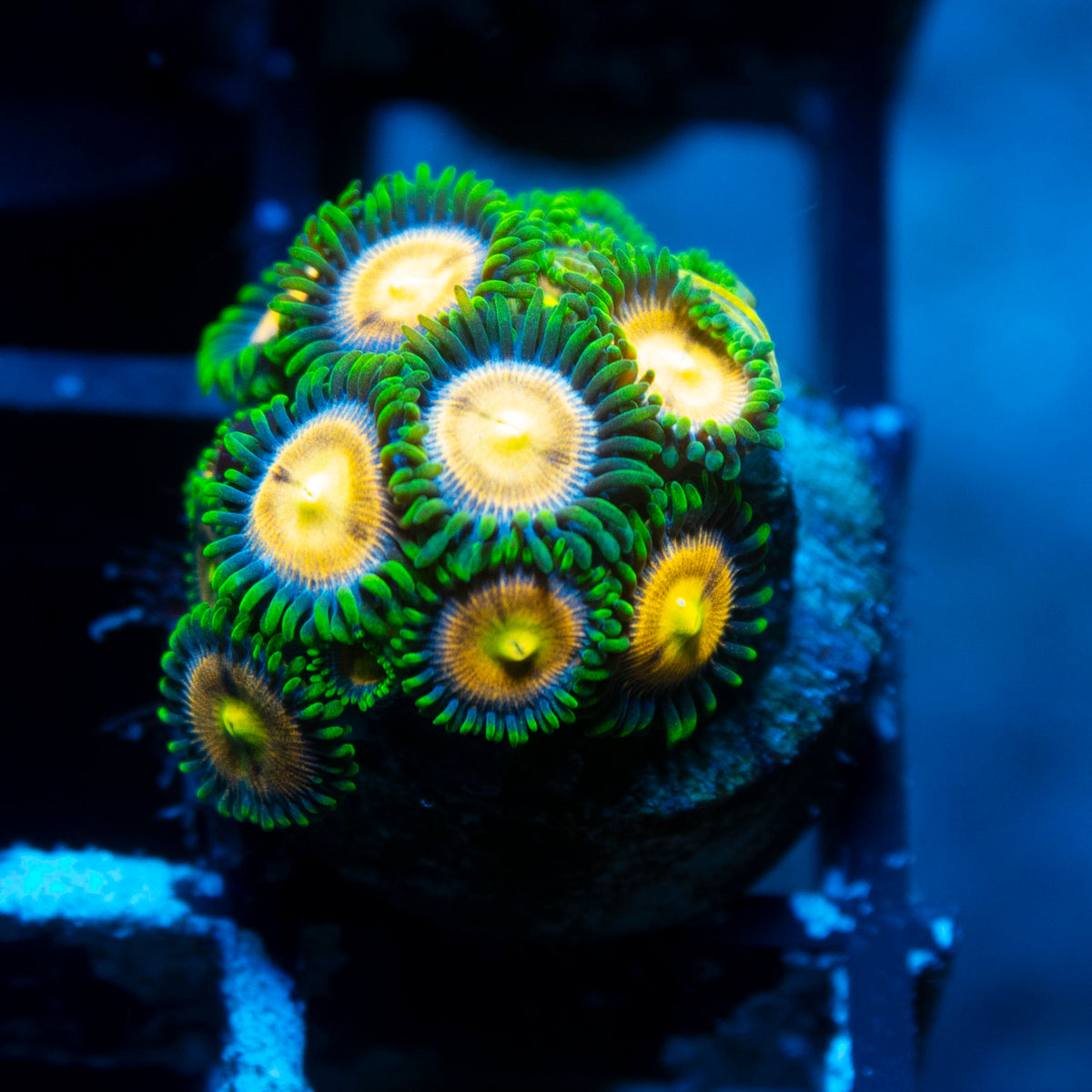 Laser Lemon Zoa live reef coral - AquaGemCorals