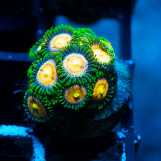 Laser Lemon Zoa live reef coral - AquaGemCorals