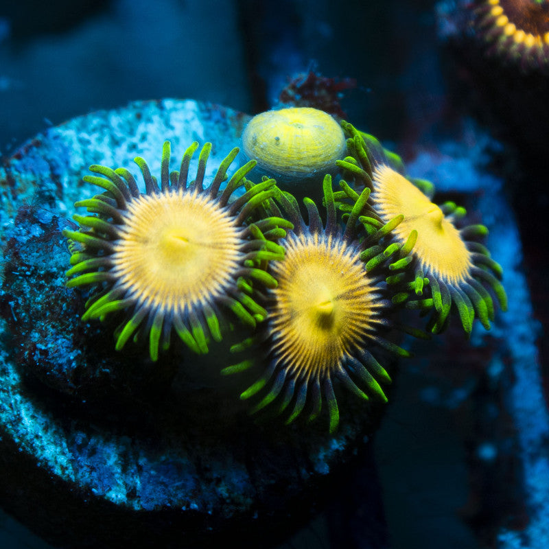 Laser Lemon Zoas live coral for reef aquarium