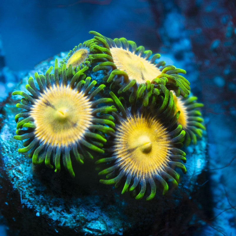 Laser Lemon Zoas live coral for reef aquarium