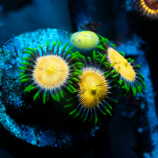 Laser Lemon Zoas