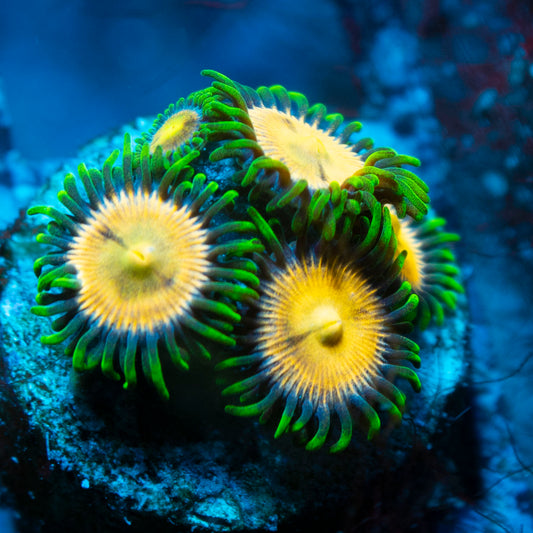 Laser Lemon Zoas