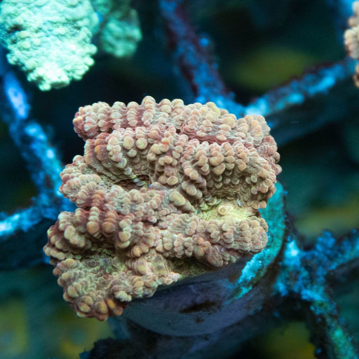 Lavender Velvet Favia coral frag from AquaGem Corals