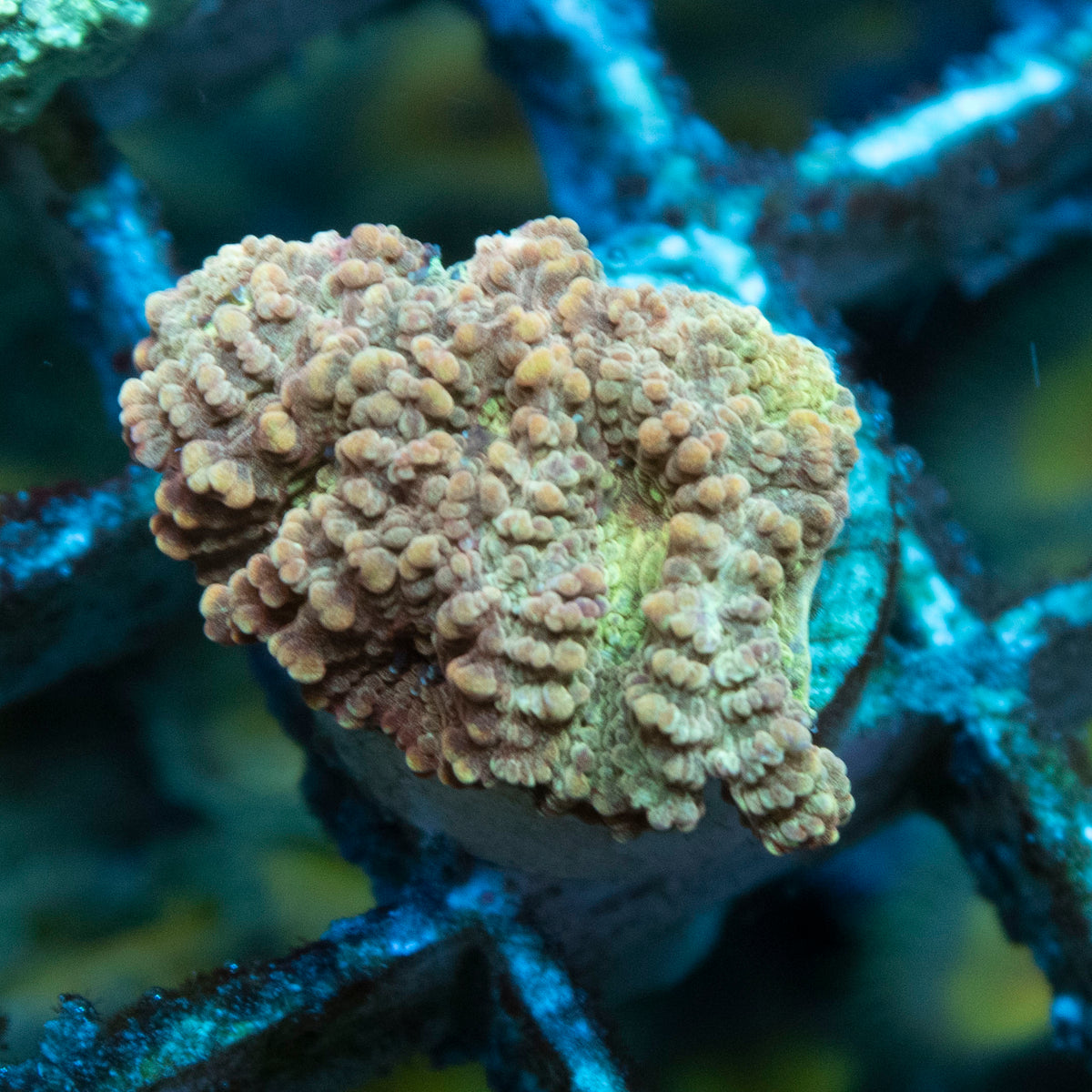 Lavender Velvet Favia coral frag from AquaGem Corals
