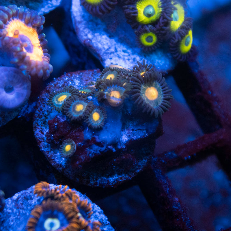 Lemon Drop Zoa