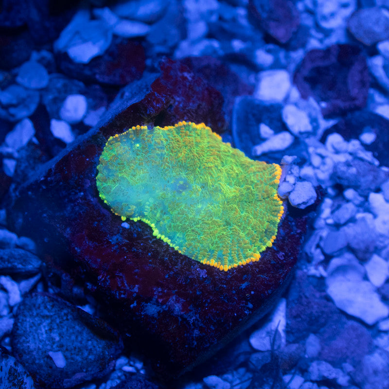 Lemon Pie Rhodactis Mushroom - AquaGemCorals