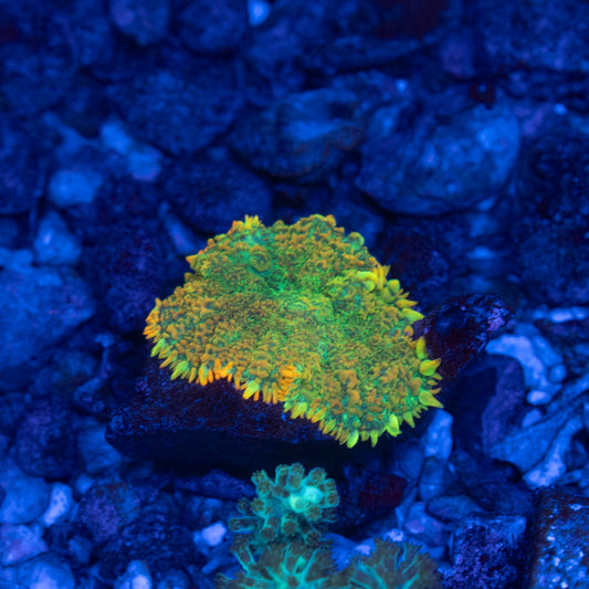 Lemon Pie Rhodactis Mushroom