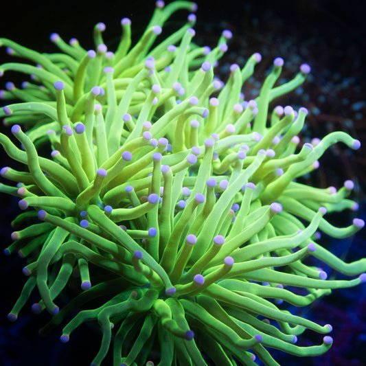 MALAYSIAN TORCH SKITTLES 4 Heads