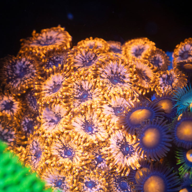 Zoanthids