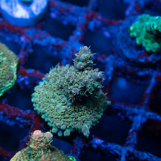 Assorted Acropora