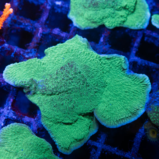 Green Cap Montipora