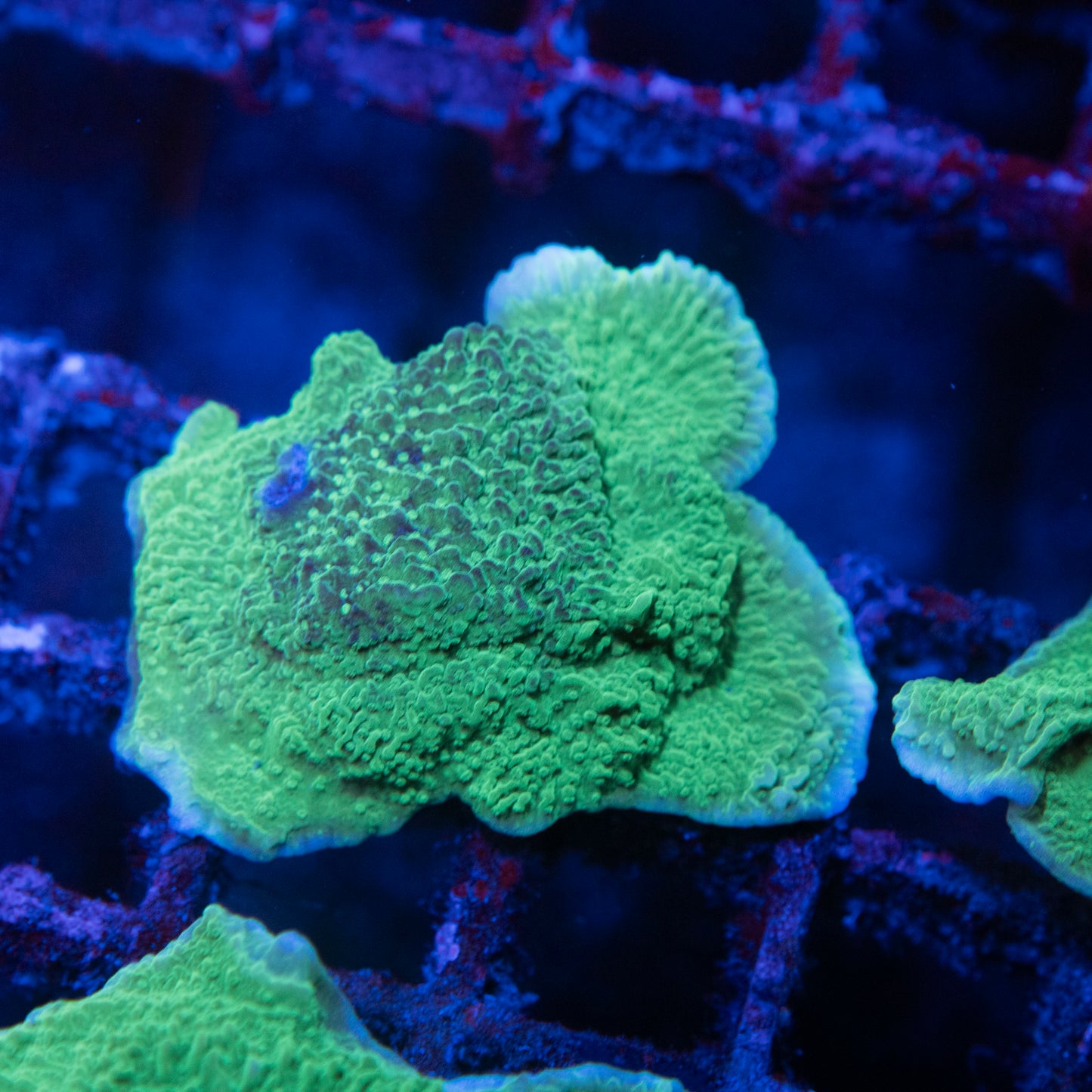 Green Cap Montipora