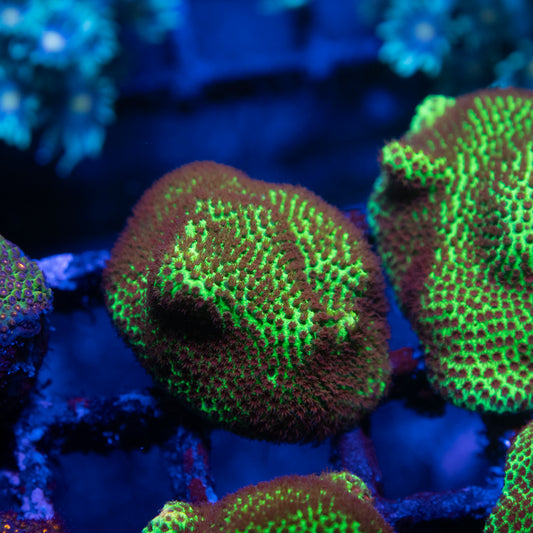 Stawberry Fields Porites