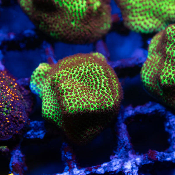 Stawberry Fields Porites