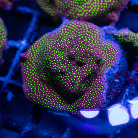 WWC Electric Daisy Stylocoeniella