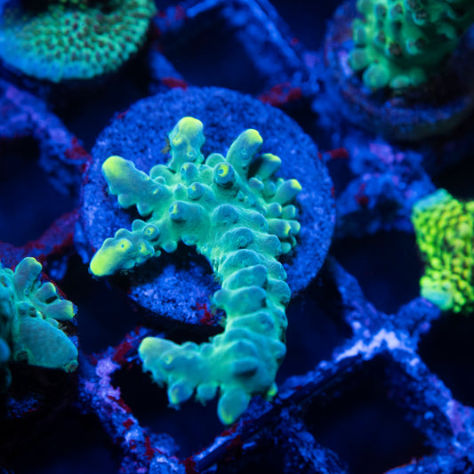 WWC Yellow Tips Austera Acropora