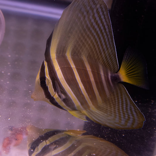 Sailfin Tang Zebrasoma