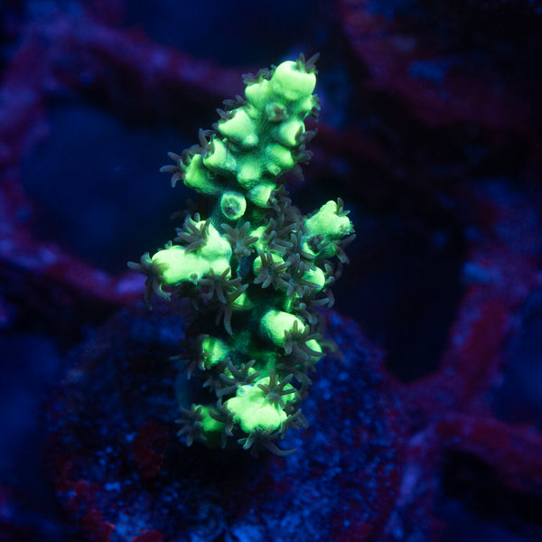 AGC Glow Stick Acropora