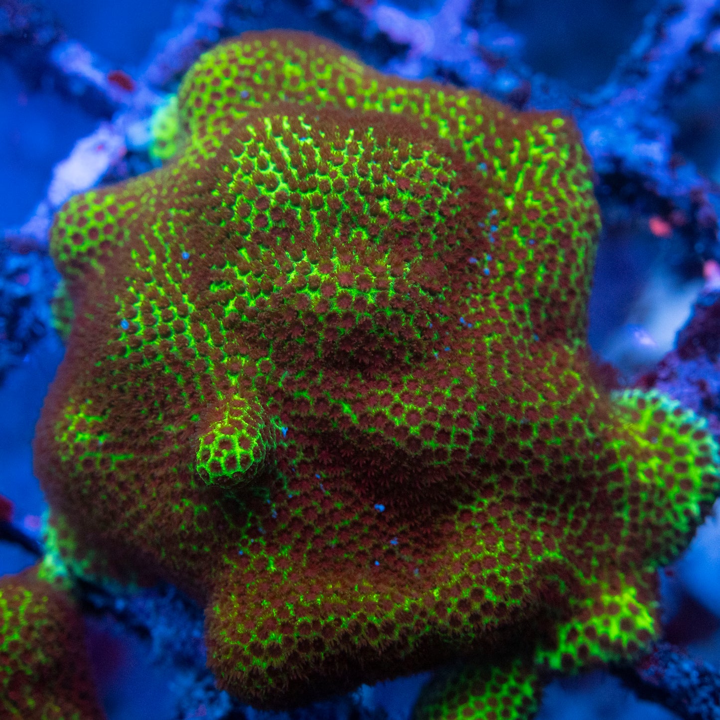 Grinch Porites