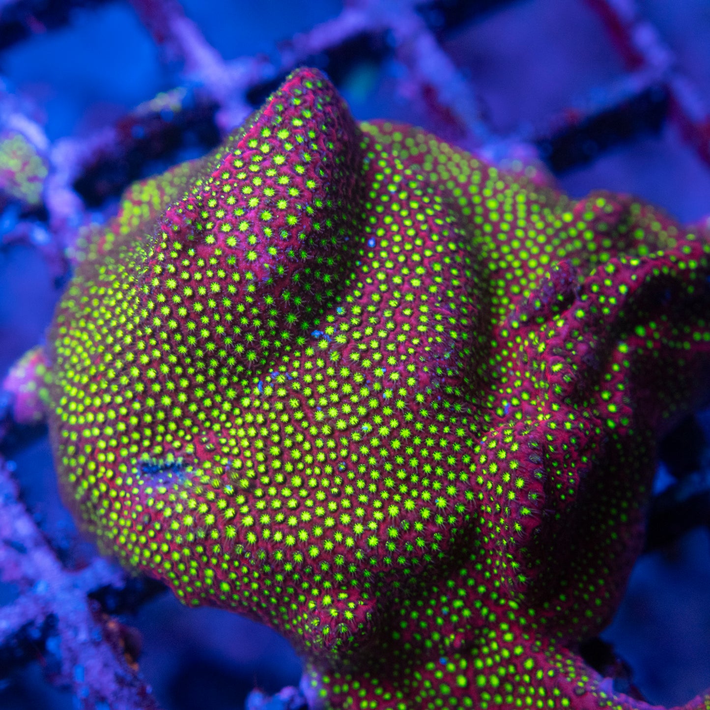 WWC Electric Daisy Stylocoeniella