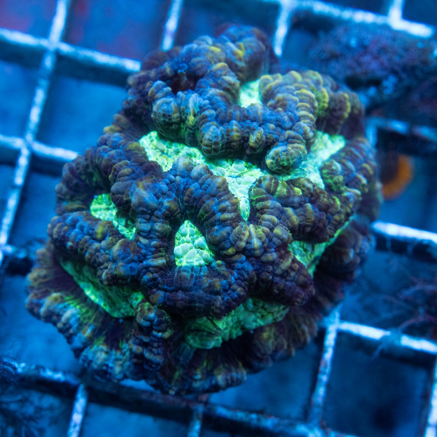 Blue Wilsoni Coral