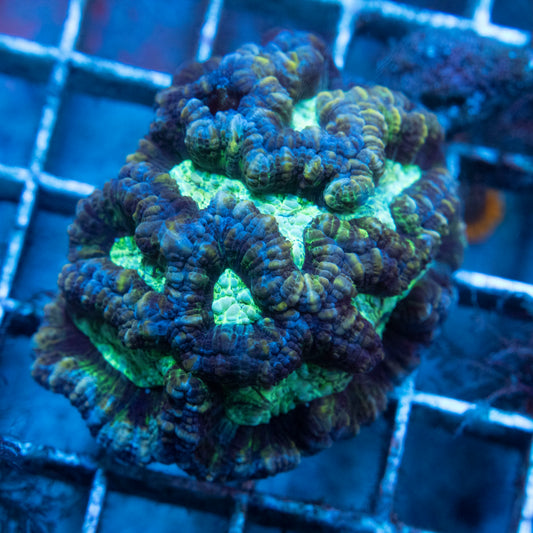 Blue Wilsoni Coral