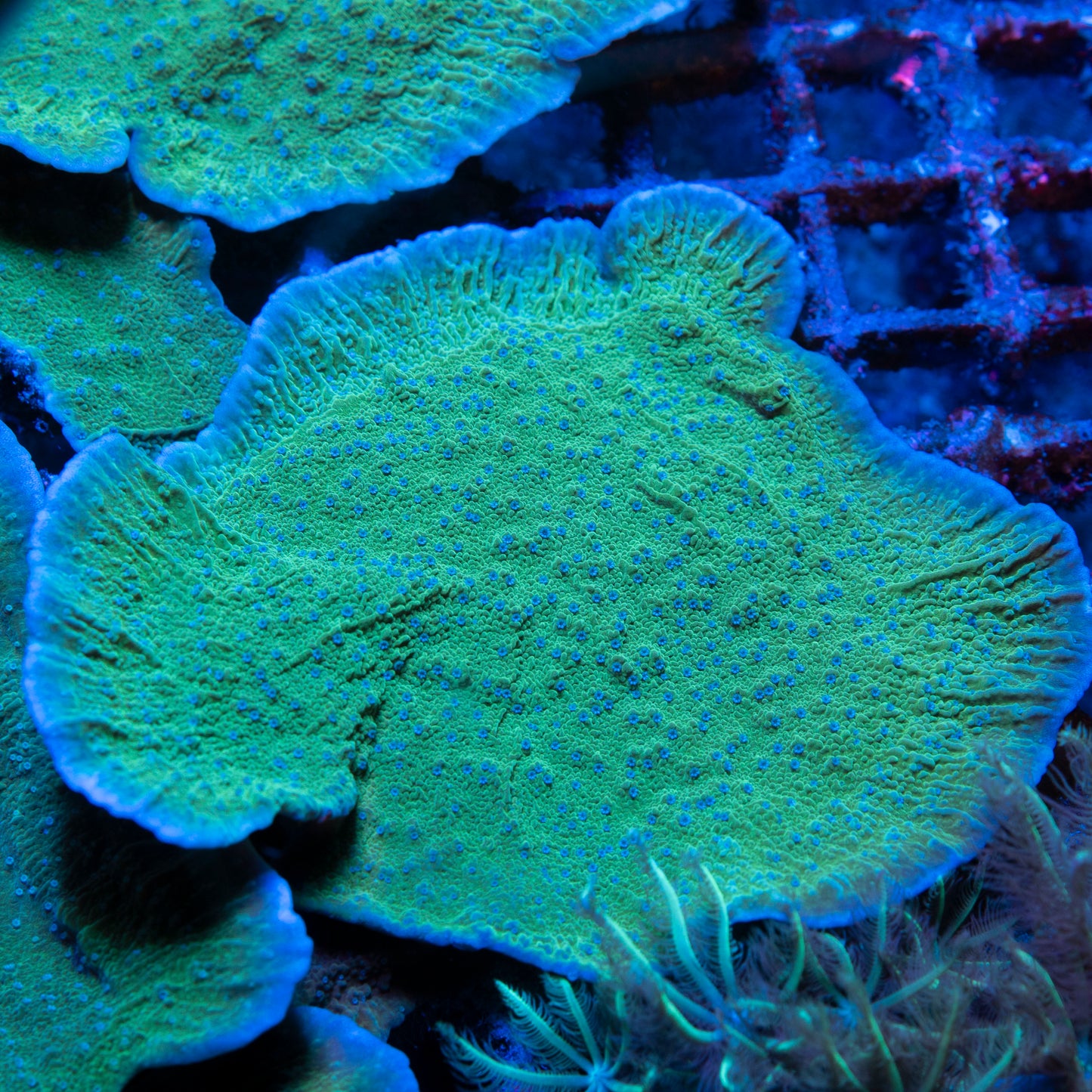Blue Polyp Montipora Cap
